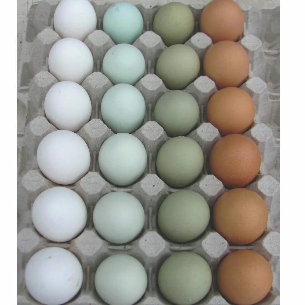 Инкубационное яйцо купить с доставкой по россии. Доминант золотой GS 902 инкубационное яйцо. Доминант гс902 цвет яйца. Инкубационное яйцо Доминант. Инкубационное яйцо цветного Доминанта.