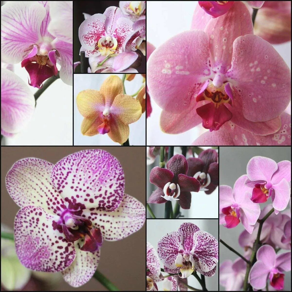 Как отличить орхидею. Фаленопсис Примавера. Фаленопсис Mimesis. Орхидея Phalaenopsis Astrid. Фаленопсис Nile.