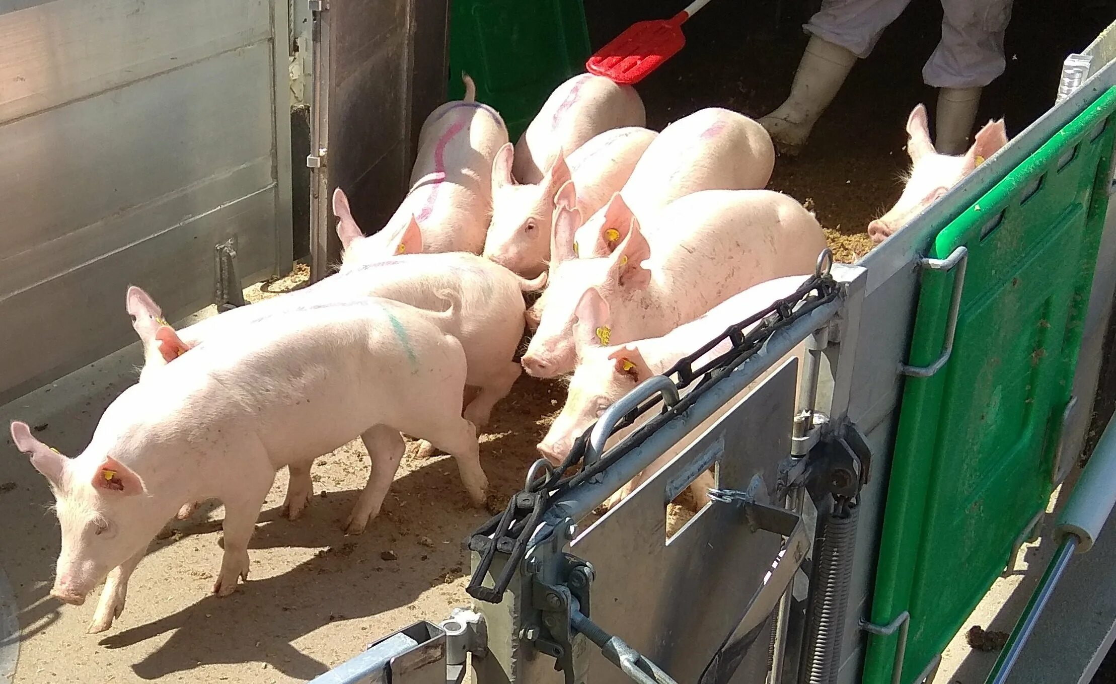 племенные свиноматки. племенные свиньи. кабанчик племенной. поросята терминал племенные. племенные свиноматки.