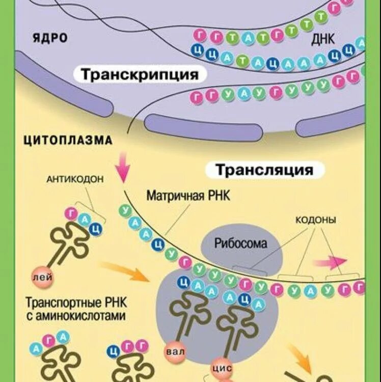 Схема синтеза белка в рибосоме. Производит синтез белков. Органоиды которые участвуют в синтезе белка. Схема биосинтеза белка транскрипция и трансляция. Этапы транскрипции и трансляции белка.