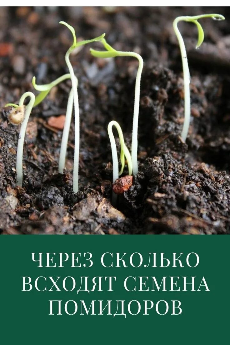 Через сколько дней всходит рассада томатов. Семена всходят. помидоры всходят. проросшие семена томата. всходы томатов после посева.