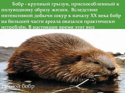 Бобер в красной книге