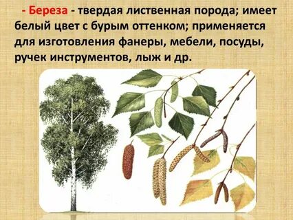 Береза лиственное или хвойное