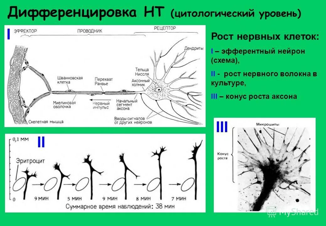 Эмбриогенез нервной ткани. Дифференцировка нервной трубки. Дифференцировка нервной системы. Ффилогенез нервной система. Дифференцировка нервной системы.