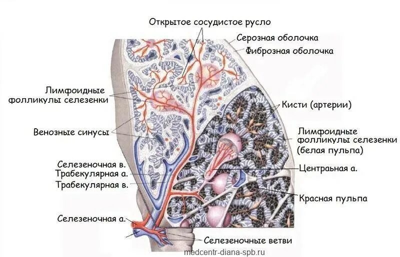 Селезенка определение. Схема строения селезенки. Микроскопическое строение селезенки. Строение белой пульпы селезенки. Красная и белая пульпа селезенки анатомия.