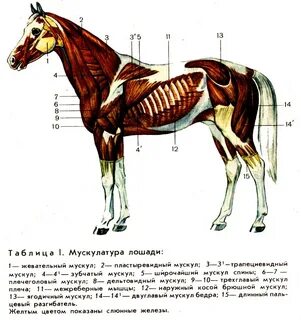 Плечо лошади