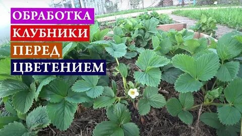 Цветение клубники время