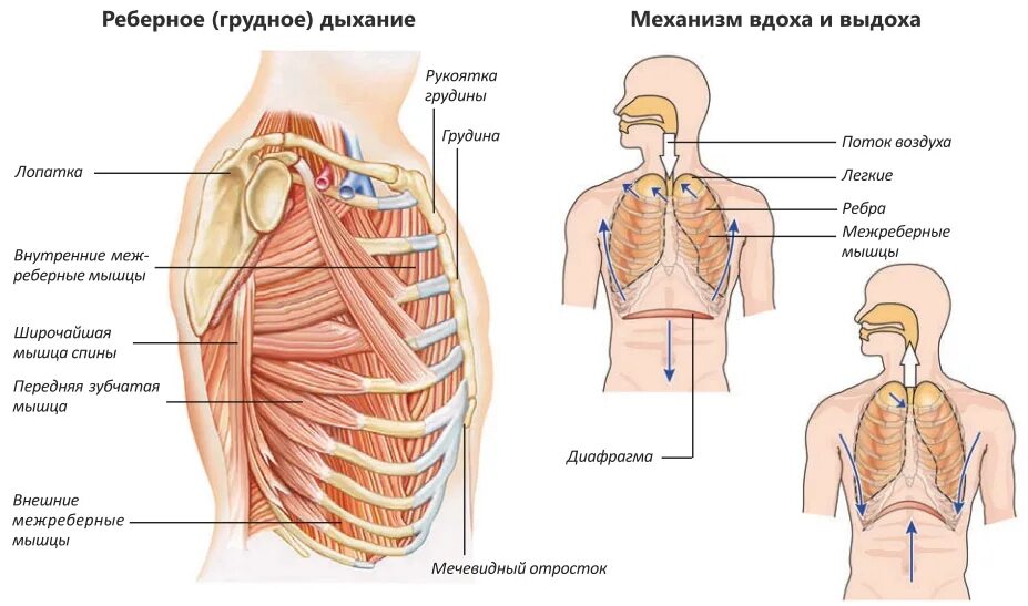 Тип дыхания грудное брюшное диафрагмальное. Типы дыхания брюшное реберное грудное. Грудное реберное дыхание это. Дыхательные мышцы вдоха и выдоха. Роль грудной клетки в процессе дыхания