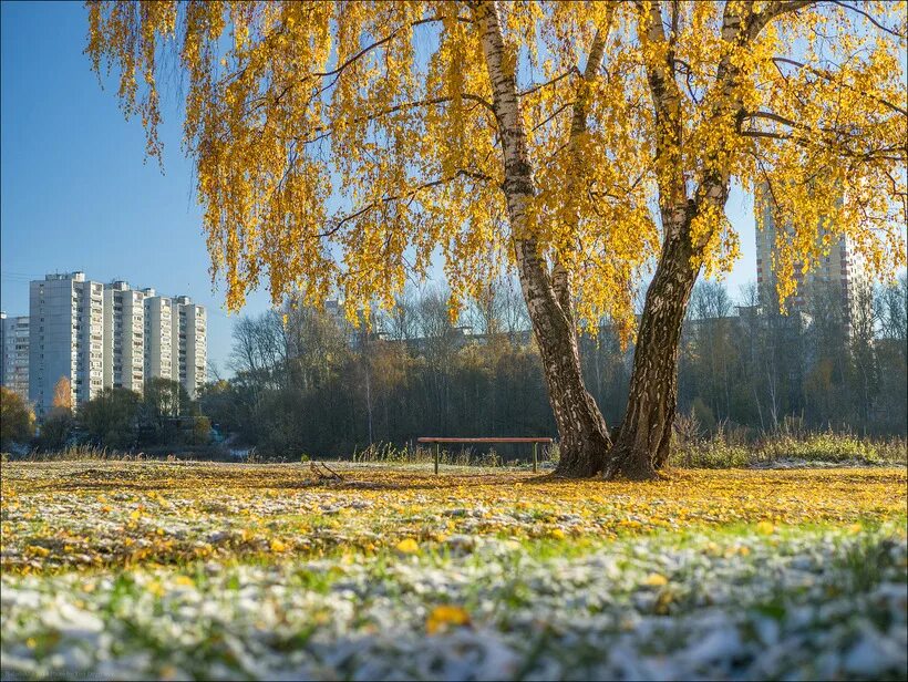Солнечный день ленина. Осенний лес солнце. Солнечный пейзаж. День города омск. Лето солнце.