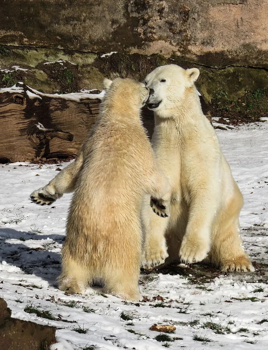 Полярный медведь. Белый медведь в дикой природе. Млекопитающие животные медведь белый. Брачные игры медведей. Дикая природа белого медведя