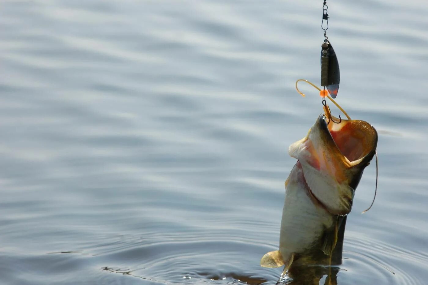 Рыбалка на сома. Приманка на сома летом. Насадка на сома. Сом на крючке. Ловля сома на воблер.