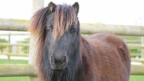 Horse says