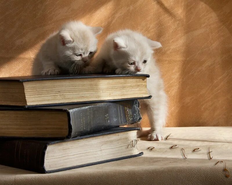 Книголюбы коты. Котик за учебниками. Кот с учебником. Книголюбы эмблема команды. Девушки, очки и книжки.