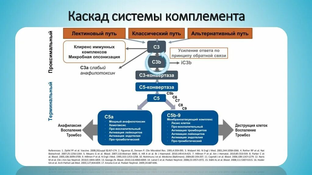 Комплемент иммунитет. Система комплемента иммунология пути. Система комплемента микробиология классический путь. Каскад системы комплемента. Фракция с5-компонента комплемента;.