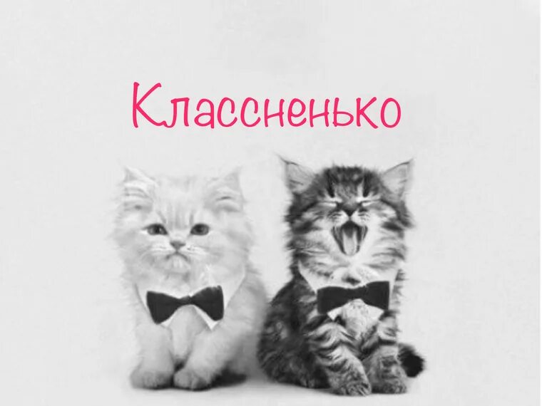 Лп кот. Парные котики. парная ава котята. совместные авы котики. парная аватарка с котиками.