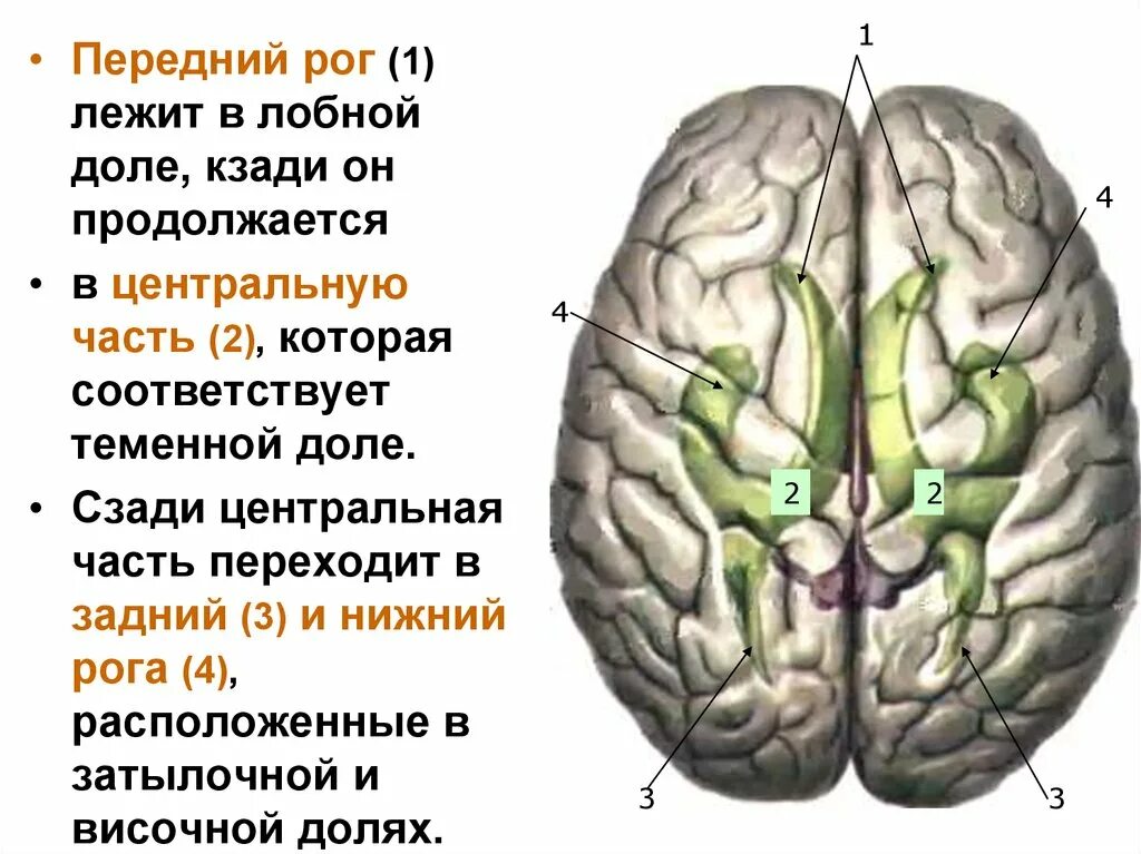 Передние рога головного мозга. Задние рога головного мозга. Передний Рог головной мозг. Передний Рог лобной доли. Затылочные рога