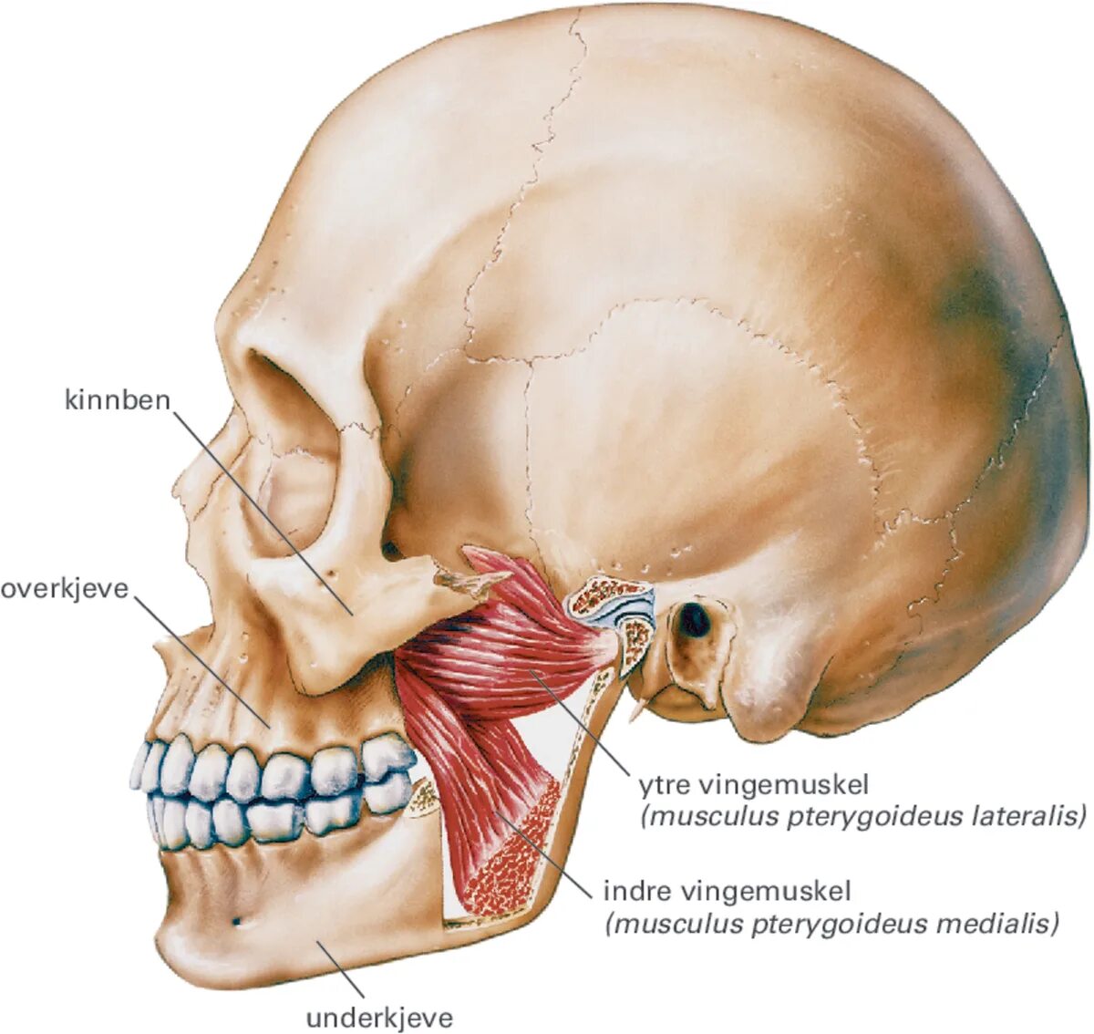 Боли костей лица. Медиальная крыловидная мышца челюсти. Крыловидные мышцы челюсти анатомия. Жевательные мышцы челюсти анатомия. Череп анатомия нижнечелюстной сустав.