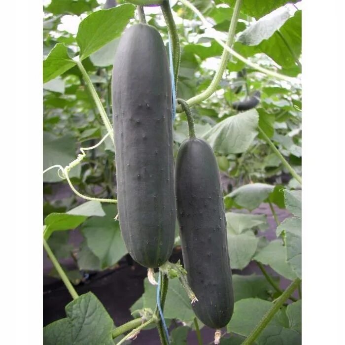 Гладкий длинноплодный огурец сорт. Огурец шанхайский молодец f1. Сорта длинноплодных огурцов. Огурец тейсти грин. Сорта китайских огурцов длинноплодных.