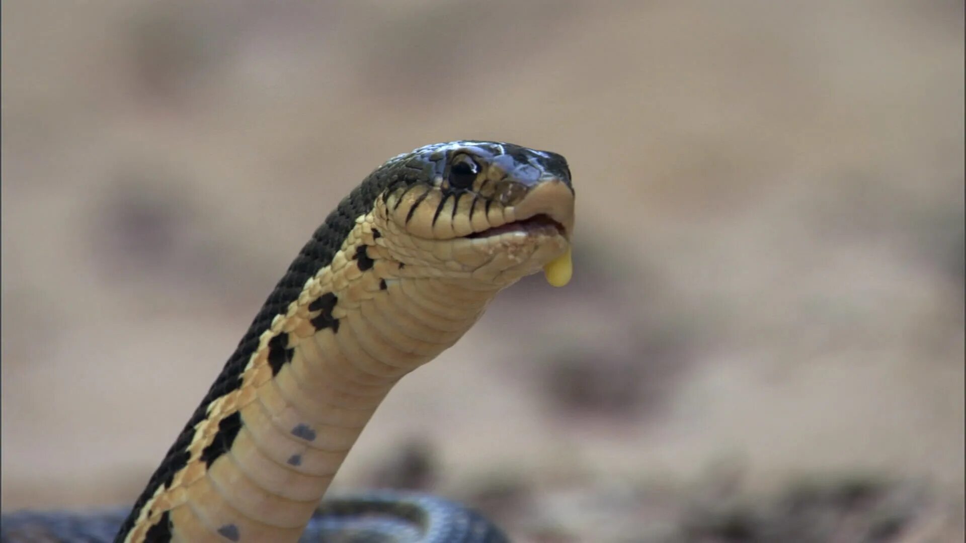 Змея песчанка. Змеи уж, гадюка, кобра, полоз. Змея уж обыкновенный. Обыкновенный уж natrix natrix. Улыбка уж.