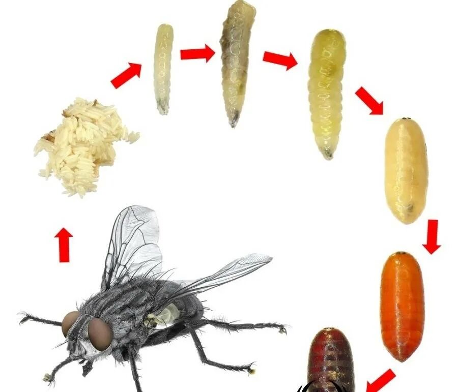 Стадия жизни насекомого. Личинки куколки пупарии мух. Муха шмелевидка личинка в доме. Личинки падальная Муха. Личинки мясных мух опарыши.