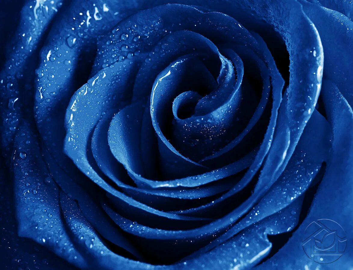 Музыка сини сини. Синяя роза. Синий цвет. Голубой цвет. Цветы розы синие.