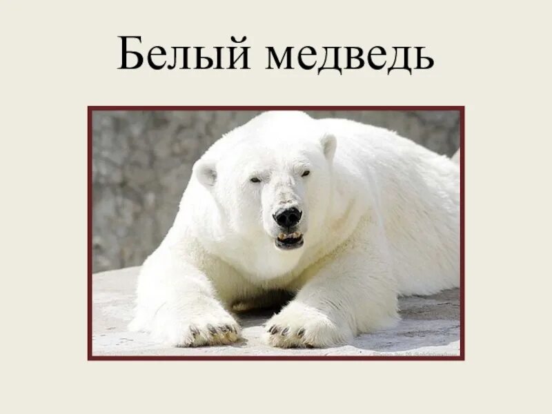 Где живёт белый медведь в россии. Родина белых медведей. Белый медведь презентация. Размер белого медвежонка. Белый медведь 1 класс.