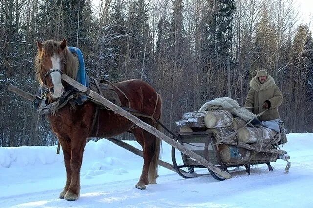 Лошади сани деревья бык