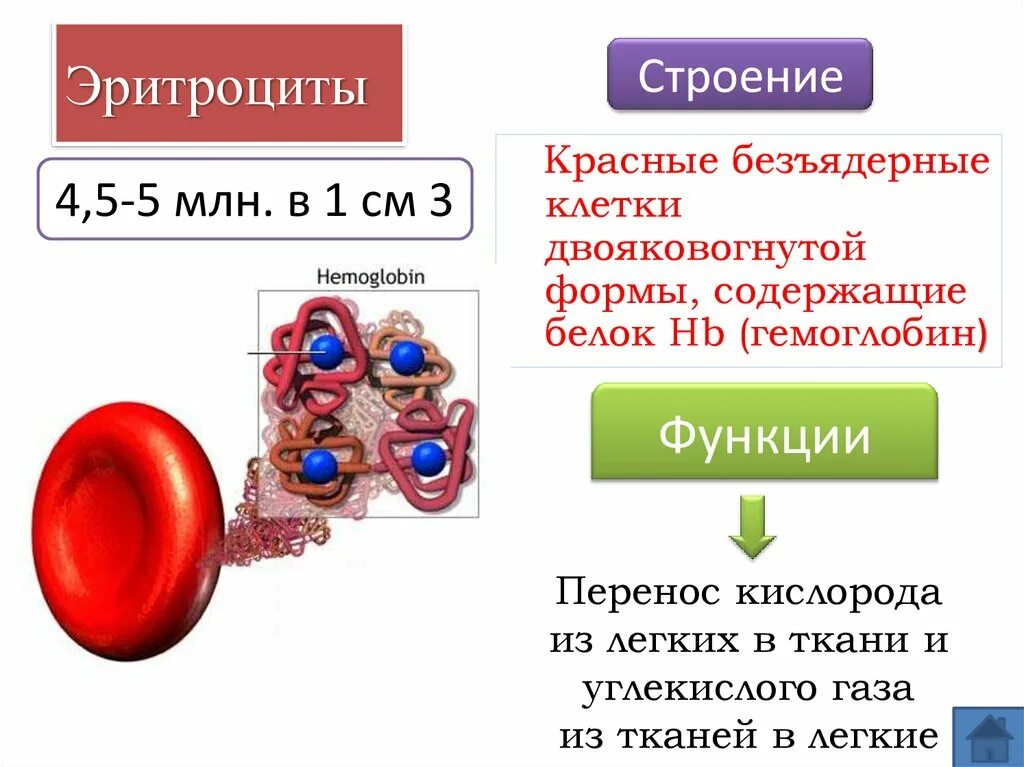 Состав эритроцита человека. Эритроциты анатомия строение. строение и состав эритроцитов. эритроциты строение и функции. эритроциты состав и функции.