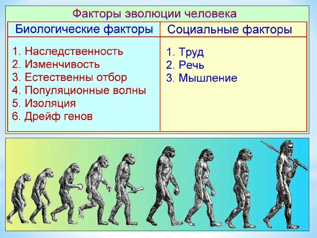 Факторы эволюции человека кратко. Антропогенез этапы эволюции человека. Ступени развития человека Антропогенез. Эволюция происхлждения человек. Стадии развития человека.