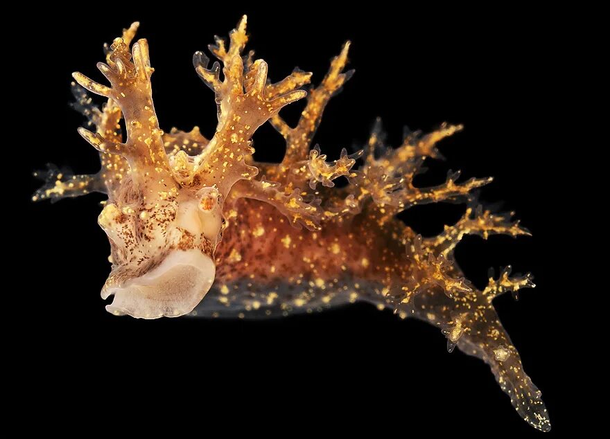 морской олень