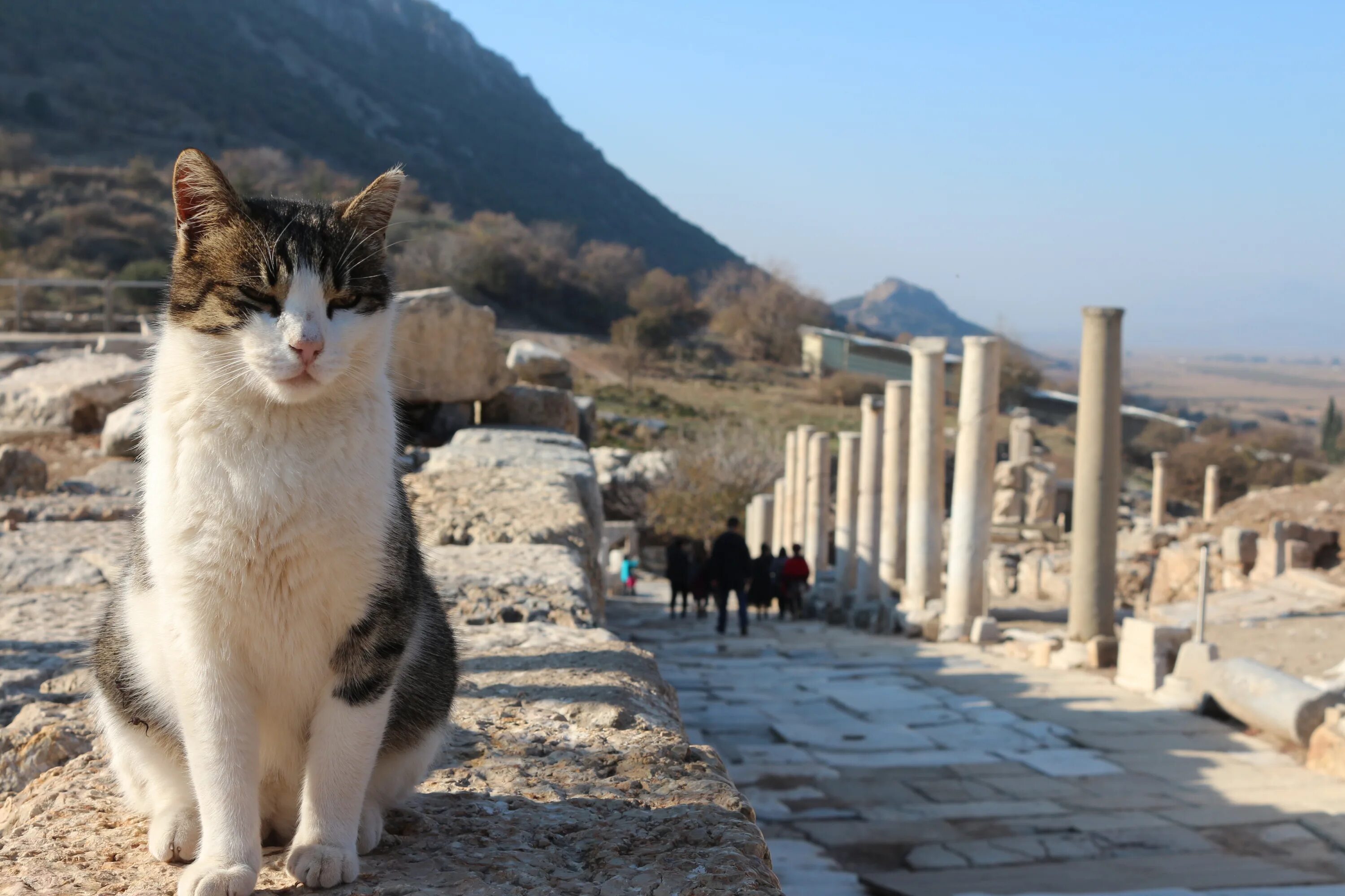 Turkey cats. Эгейская порода кошек. Кошки в Турции. Турецкие кошки уличные. Греческая кошка.
