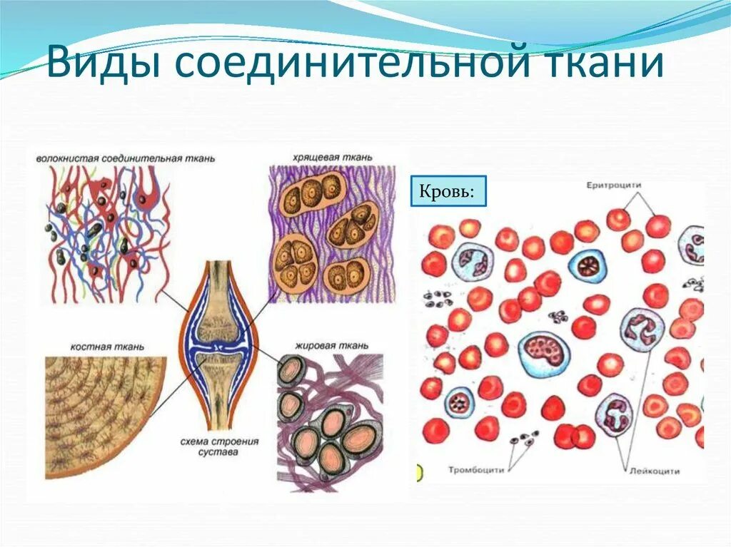 Виды соединительной ткани человека рисунок. Соединительная ткань зарисовать. Соединительная ткань человека анатомия. Подвиды соединительной ткани. Состав тканей животных