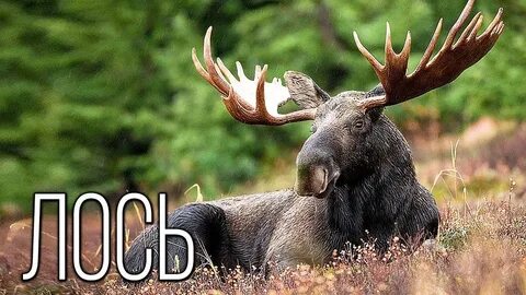 Какое животное является лесным исполином