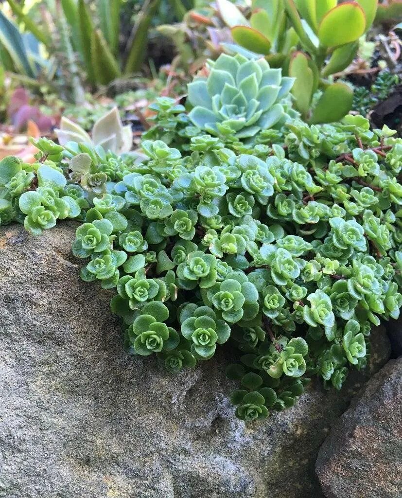 Очиток Вайнберга (Sedum weinbergii. Очиток монетчатый. Седум Очиток почвопокровный. Седум Лизард.