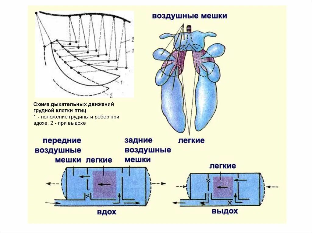 Какую функцию выполняют воздушные мешки. Передние и задние воздушные мешки. Воздушные мешки у птиц. Воздушные мешки строение. Воздушные мешки птиц схема.