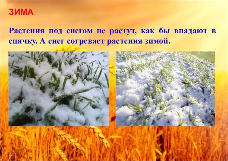 Кустарники зимой. Растения зимой. Зима в жизни растений. Как зимуют хвойные растения. Изменения растений зимой.
