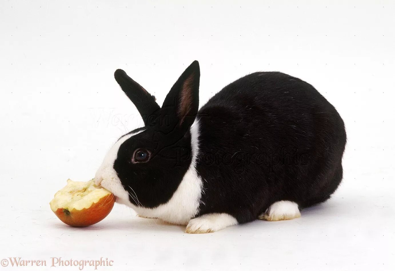 Можно кролику яблоко. Кролик. Ли зайцы яблоки. Кроличье яблоко. Яблоня зеленая кроликом.