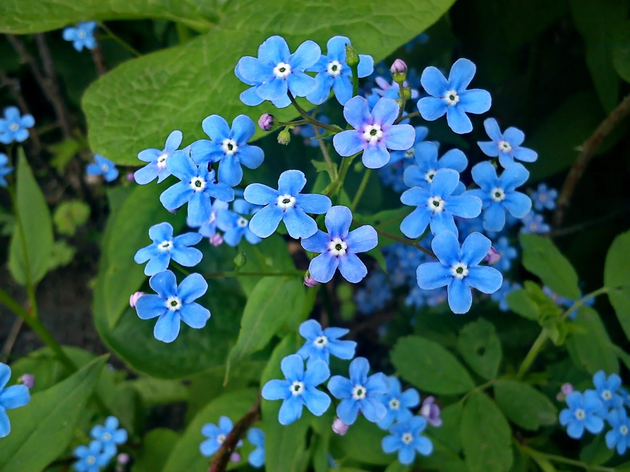 Незабудка часть речи. Незабудка мелкоцветковая. Незабудка Лесная Myosotis sylvatica. Незабудка гибридная. Незабудка Садовая голубая.