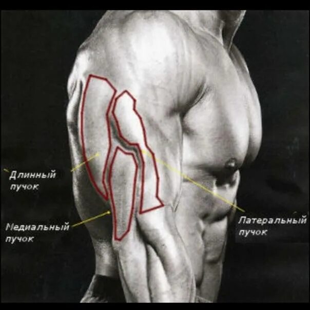 Трицепс мышца. Латеральная головка трицепса анатомия. Строение трицепса руки. Медиальная головка трицепса анатомия. Трицепс анатомия мышц.