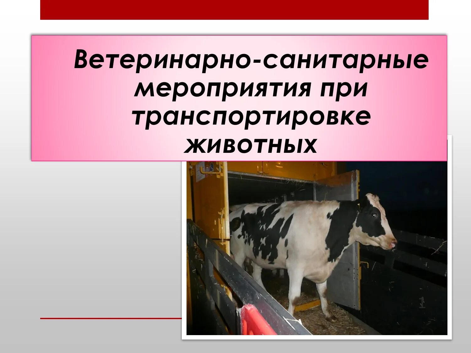 Ветеринарно санитарные мероприятия в ветеринарии. Всэ мероприятия ветеринария. Ветеринарно-санитарные мероприятия. Ветеринария крс. Дезинфекция животноводческих помещений.