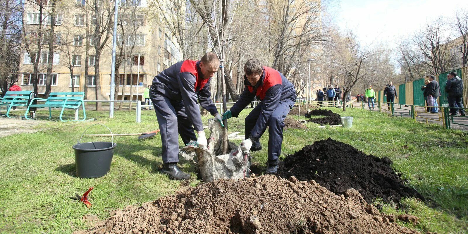 Посадка деревьев 2025. Посадка деревьев и кустарников. посадка деревьев озеленение. посадка деревьев озеленение города. высадка зеленых насаждений.
