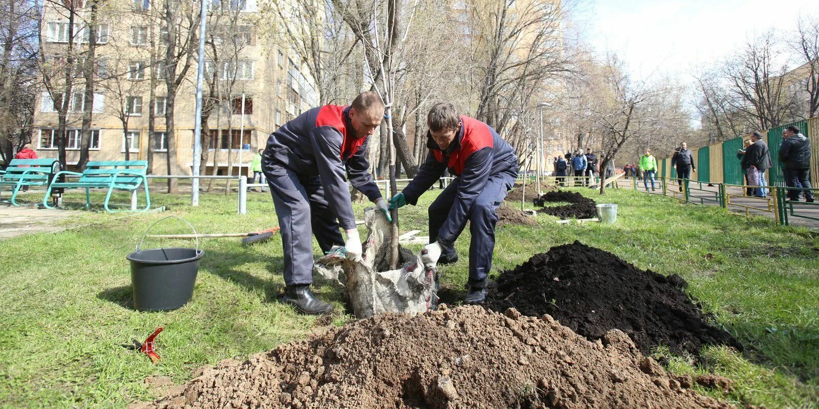 Посадка деревьев и кустарников. Посадка деревьев Озеленение. Посадка деревьев в городе Озеленение. Высадка зеленых насаждений. Высадка насаждений