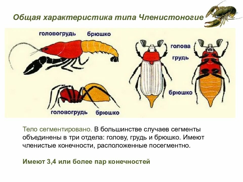 Тело нечленистое округлое