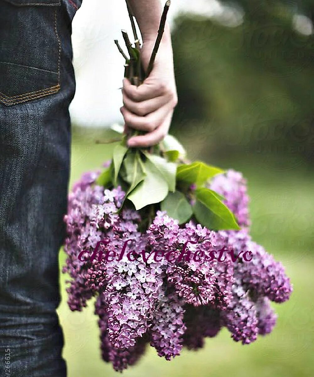 Сирень-подарок для мужчины. Девушка с сиренью. Букет из сирени. Букет сирени. Сирень в руках у девушки.