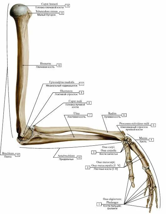 Анатомия верхней конечности. Кости верхних конечностей строение анатомия. Строение костей верхней конечности. Кости верхней конечности вид сбоку. Строение верхней конечности анатомия.