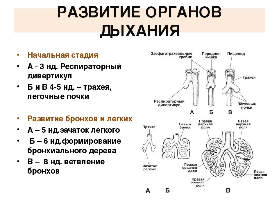 Стадии развития легких. Эмбриогенез дыхательной системы схема. Эмбриогенез дыхательной системы гистология. Эмбриональные источники развития дыхательной системы. Дыхательная система гистология кратко.