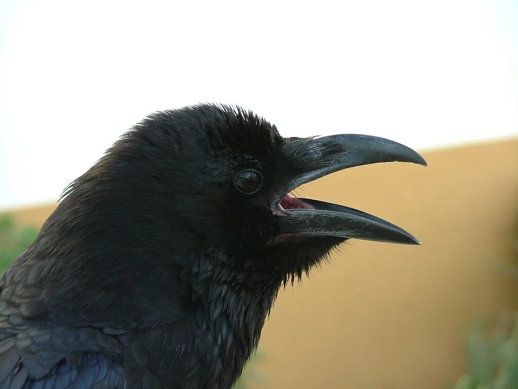 Новокаледонский ворон. Новокаледонская ворона. Новокаледонский ворон умнейшая птица. Corvus moneduloides. Новокаледонские вороны