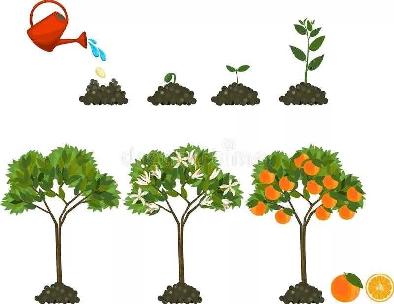 Какое деревце будет расти быстрее и развиваться. Стадии роста дерева. От семечка до дерева. Фазы роста дерева. Плодовые деревья для детей.