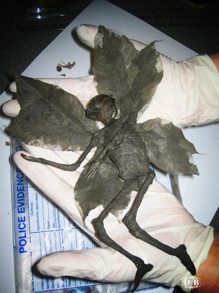 Нашел фею. Нашел фею. Доказательства существования фей. Сказочные феи. Крылья феи.