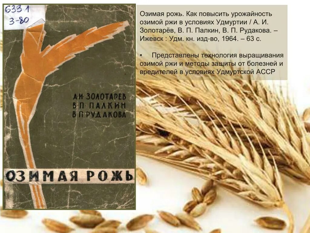 Значение ржи. Пшеница для презентации. Условия возделывания рожи. Зерновые культуры семейства злаковых. Характеристика рожь.